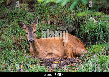 European roe deer (Capreolus capreolus) female / doe resting in grassland / meadow in summer Stock Photo