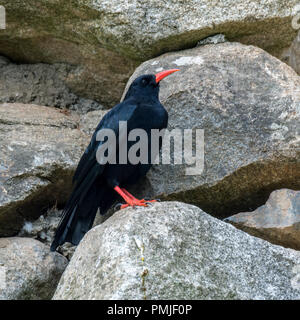 Red-billed chough / Cornish chough (Pyrrhocorax pyrrhocorax) perched in rock face Stock Photo