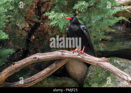 Red-billed chough / Cornish chough (Pyrrhocorax pyrrhocorax) perched in tree Stock Photo