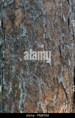 Background is pine bark of the pine tree. Picture use for background texture, design, advertising Stock Photo