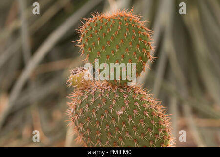 Close up on opuntia pycnantha with a closed flower on top. Stock Photo