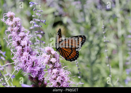 A Viceroy butterfly (Limenitis archippus), a Müllerian mimic of the Monarch butterfly, feeding on Liatris spicata in a New England flower garden Stock Photo