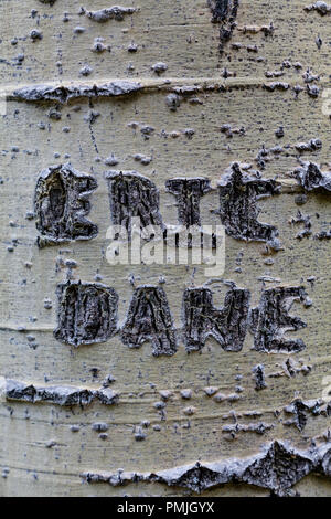 Graffiti on Aspen Trees in the Rocky Mountains near Durango, Colorado, USA Stock Photo