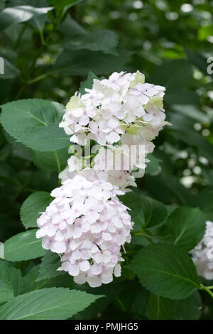Hydrangea macrophylla 'Blushing Bride' flowers. Stock Photo