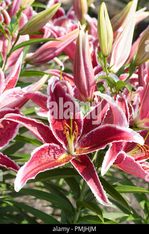 Lilium 'Red Eyes' flowers. Stock Photo