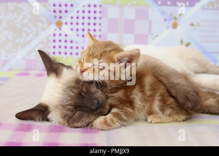 cat and kitten sleeping, seal point, red tabby Stock Photo