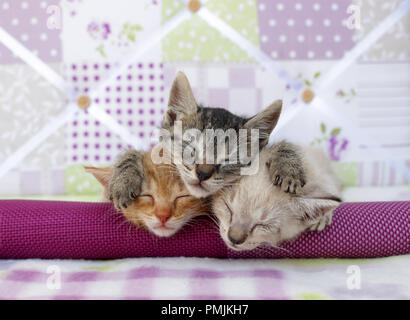 three kittens sleeping, black tabby, red tabby, tabby point, 5 weeks old Stock Photo