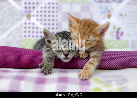 two kittens sleeping, 5 weeks old, red tabby and black tabby