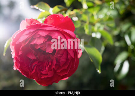 Blooming Rose Kordes Florentina in a garden with back light Stock Photo