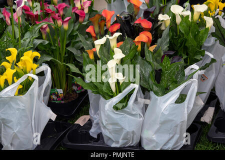 Bought Zantedeschia plants in plastic bags waiting to be collected on a stall at RHS Wisley flower show 2018. RHS Wisley Gardens, Surrey, UK Stock Photo