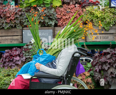 Elderly lady in a wheelchair holding a bought crocosmia plant at RHS Wisley flower show 2018. RHS Wisley Gardens, Surrey, UK Stock Photo