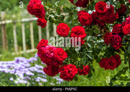 Red climbing roses 'Amadeus' in garden fence roses in full bloom Fragrant Garden Scented Stock Photo