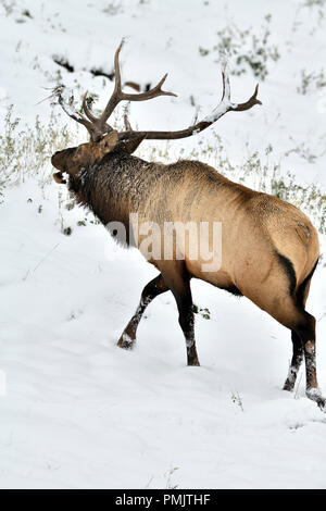 A vertical image of a large bull elk (Cervus elaphus), walking up a hillside covered with fresh snow during the rut in rural Alberta Canada. Stock Photo