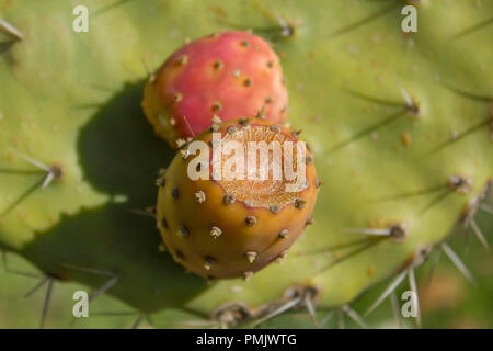Prickly pear red orange fruits closeup (Opuntia ficus-indica, also known as Indian fig opuntia, barbary fig, cactus pear, spineless cactus) Stock Photo