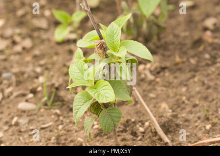 Monarda fistulosathe wild bergamot or bee balm, is a wildflower in the mint family (Lamiaceae) Stock Photo
