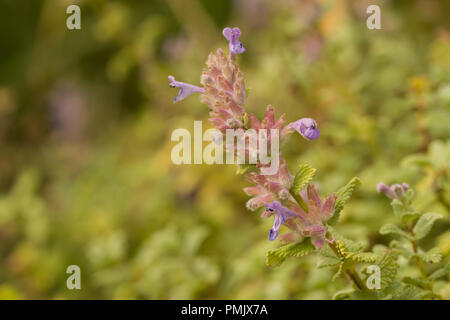 Nepeta cataria var citriodora  commonly known as catnip, catswort, and catmint, is a species of the genus Nepeta in the family Lamiaceae Stock Photo