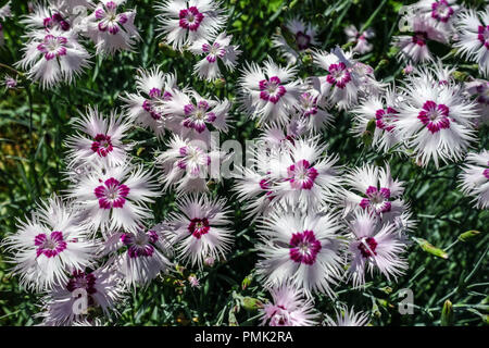 Cottage Pink, Dianthus plumarius Stock Photo