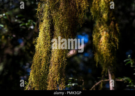 mosses and lichens hanging from the branches of the trees as if they were beards Stock Photo