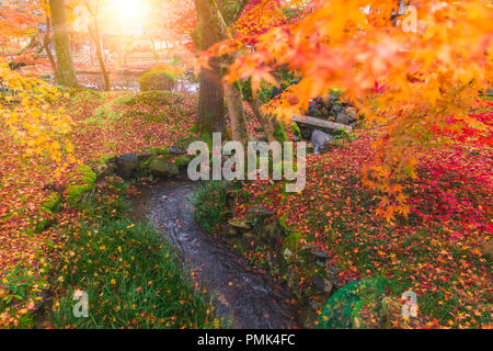 autumn foliage mountain forest garden with small river in Kyoto , Japan. Stock Photo