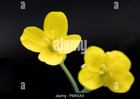 屋外遊具 Canola flower Canola Flowers Field at Mother Farm Chiba | TiptoeingWorld