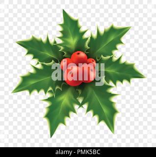 Realistic Christmas holly isolated on background. Vector illustration Stock Vector