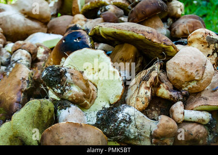 Placer of porcini on a grass. Picking large cep. Stock Photo