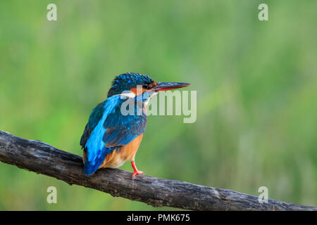 kingfisher (alcedo atthis) in natural habitat. Danube Delta, Romania Stock Photo