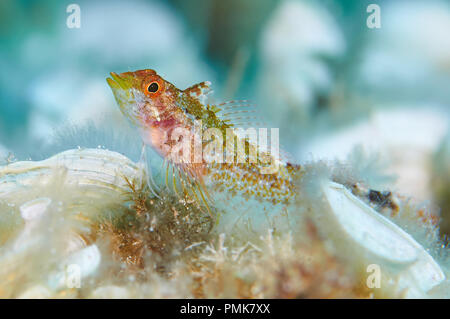 Macro portrait of a yellow black-faced blenny (Tripterygion delaisi) resting at Ses Salines Natural Park (Formentera, Balearic Islands, Spain) Stock Photo
