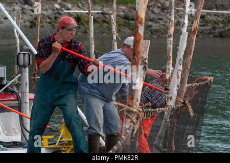 A crew seining in the herring in a fishing weir while they are scooped into a carrier. Grand Manan Island, Bay of Fundy, New Brunswick, Canada. Stock Photo