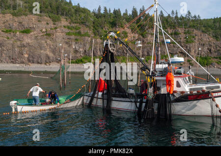 A crew seining in the herring in a fishing weir while they are scooped into a carrier. Grand Manan Island, Bay of Fundy, New Brunswick, Canada. Stock Photo