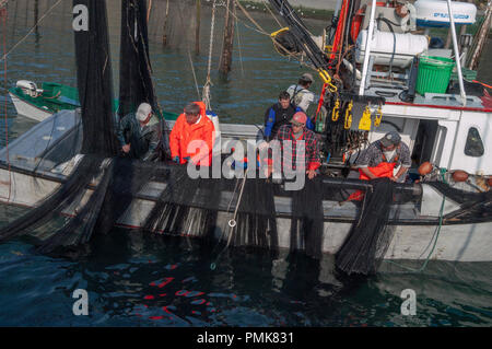 A crew seining in the herring in a fishing weir while they are scooped into a carrier. Grand Manan Island, Bay of Fundy, New Brunswick, Canada. Stock Photo