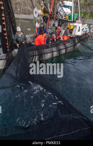 A crew seining in the herring in a fishing weir while they are scooped into a carrier. Grand Manan Island, Bay of Fundy, New Brunswick, Canada. Stock Photo