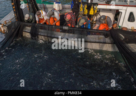 A crew seining in the herring in a fishing weir while they are scooped into a carrier. Grand Manan Island, Bay of Fundy, New Brunswick, Canada. Stock Photo