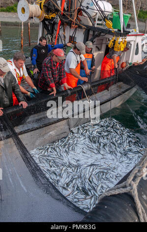 Crew pulls the weir nets taut to gather in hogsheads of herring as the fish are vacuumed into a carrier which takes them to processing plant. Grand Ma Stock Photo