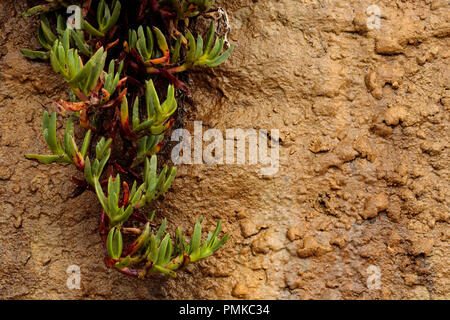 Rough wet sandstone wall texture with close up of green pink orange iceplant succulent clinging to the face of the wall in background Stock Photo