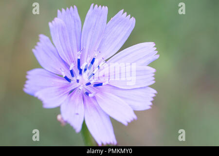 Cichorium intybus - chicory flower Stock Photo