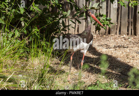 Black stork at Los Hornos Recovery Center of Wildlife, Caceres, Spain Stock Photo