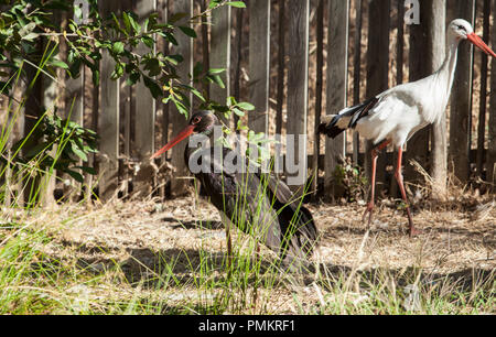 Black and white stork at Los Hornos Recovery Center of Wildlife, Caceres, Spain Stock Photo