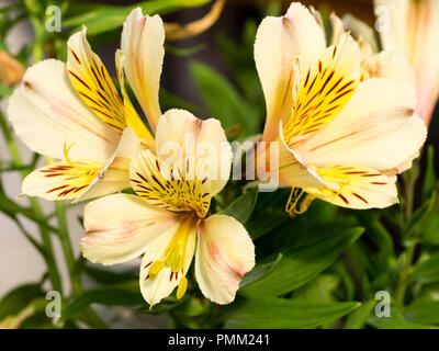 Exotic summer flowers of the pale yellow perennial Peruvian lily, Alstroemeria Inca 'Sundance' Stock Photo