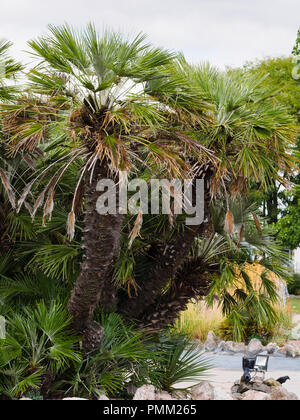 Large old multi stemmed plant of the half hardy European fan palm, Chamaerops humilis, at Torquay, Devon, UK Stock Photo