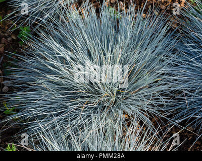 Bright silvery blue foliage of the hardy, mound forming perennial grass, Festuca glauca 'Elijah Blue' Stock Photo