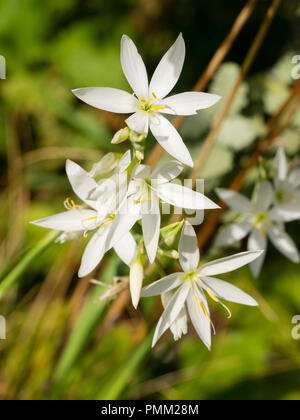 Star like white autumn flowers of the South African Kaffir lily, Hesperantha coccinea 'Alba'