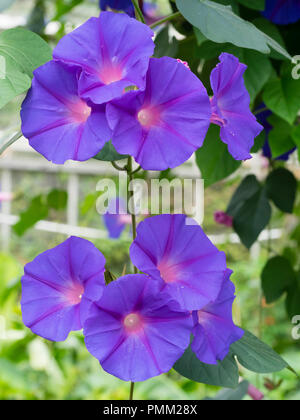 Blue trumpet flowers of the subtropical climber, Ipomea indica.  Weed species in warm climates, exotic gardening in cool. Stock Photo