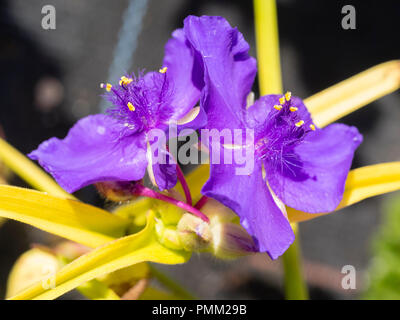 Narrow golden foliage adorned with purple-blue flowers of the hardy perennial spiderwort, Tradescantia andersoniana 'Blue and Gold' Stock Photo