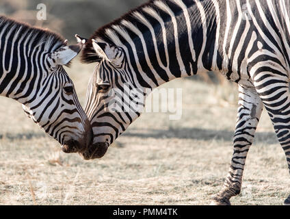 Crawshays Zebra on the plains of Africa Stock Photo