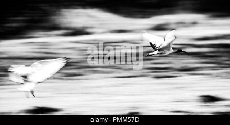 African sacred ibis in flight.  Black and white panned image. Stock Photo