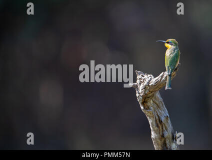 Little Bee-Eater perched on a dead tree, South Luagwa, Zambia Stock Photo