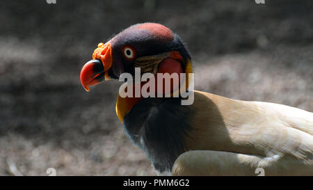 King vulture (Sarcoramphus papa) profile portret Stock Photo