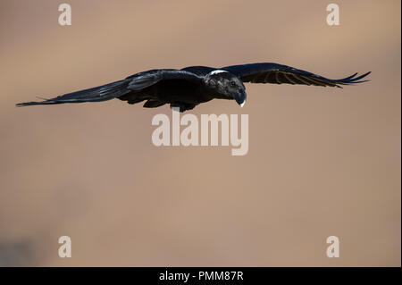 White-necked raven (Corvus albicollis) flying mid air, South Africa Stock Photo