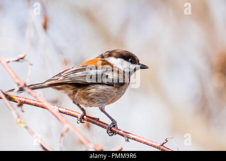 Close up of Chestnut backed Chickadee (Poecile rufescens) perched on a birch tree branch; blurred background, San Francisco bay area, California Stock Photo